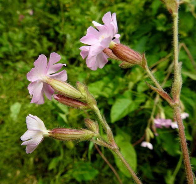 Silene x hampeana - rusoailakki on kantalajiensa tavoin kaksikotinen. Hedekukkien verhiö on kapean kellomainen, noin 10-suoninen ja kärkihampaineen noin 15-25 mm pitkä. Varret, kukkien tukilehdet ja verhiöt ovat yleensä eripituisesti hapsikarvaisia. EH, Nokia, Sarpatti, Maatialanharjun tyvi Nokianvaltatien varressa, 12.6.2019. Copyright Hannu Kämäräinen.