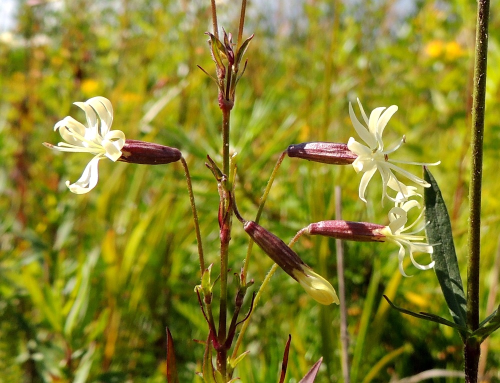 Silene tatarica - tataarikohokin kukkaperät ovat yleensä 10-15 mm pitkiä ja toisinaan hapsikarvaisia, kuten kuvan yksilössä. Kukan verhiö on kapean kellomainen, vihertävä tai sinipunainen ja kärkihampaineen noin 10-13 mm pitkä. Sen kymmenen suonta eivät ole aina kovin selvästi erotettavissa. 13.7.2016. Copyright Hannu Kämäräinen.