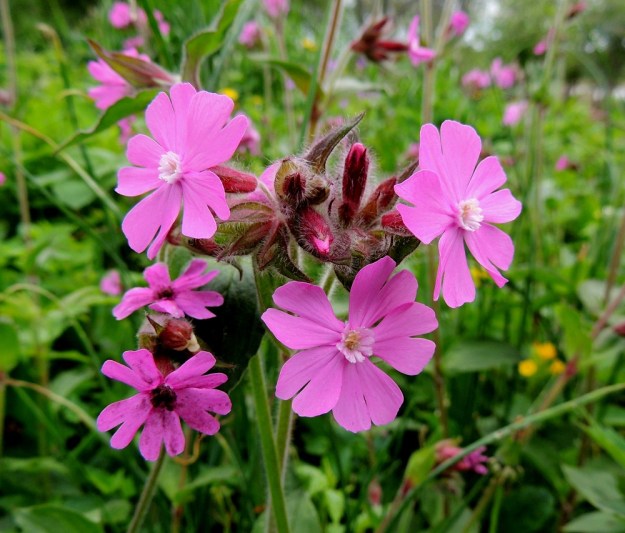 Silene dioica - puna-ailakin nimensä mukainen teriö on läpimitaltaan yleensä 20-30 mm leveä. Kuvan hedekukkien lisäteriö on terälehtien tavoin viisilehtinen ja syvään kaksihalkoinen, valkoinen ja noin 2 mm pitkä. Kuvan vasemman alalaidan kukkia vaivaa tuhkio-mikrosienilaji Microbotryum lychnidis-dioicae. A, Lemland, eteläpää, Björkö, Herröskatan, 1.6.2013. Copyright Hannu Kämäräinen.