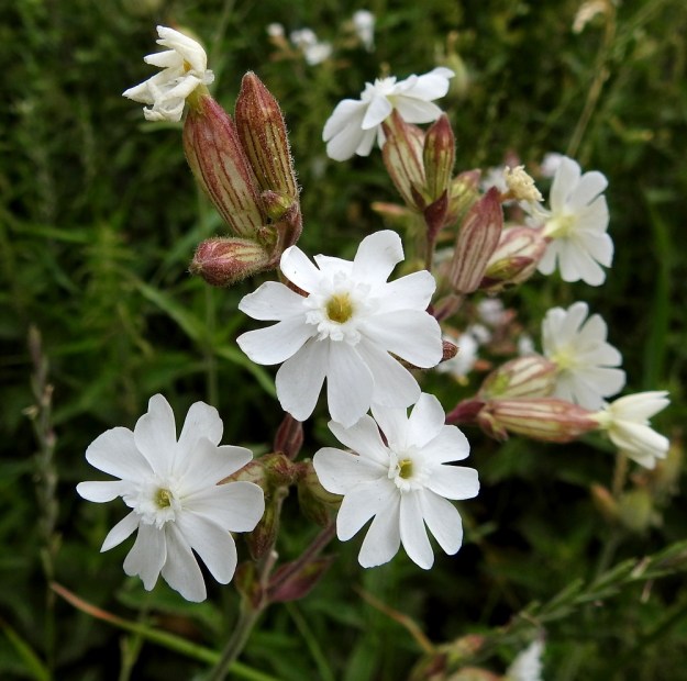 Silene latifolia ssp. alba - ilta-ailakki ssp. valkoailakki on kaksikotinen kasvi eli sen hede- ja emikukat sijaitsevat eri kasviyksilöissä Kuvan hedekukkien verhiöt ovat kapean kellomaisia ja noin 10-suonisia. Taksonin verhiöt ovat lyhytkarvaisia ja myös nystykarvaisia. Niiden väritys vaihtelee samallakin kasvupaikalla vihreästä tummanpunertavaan. V, Naantali, satama, ratapiha- ja viljavarastoalue, 26.6.2019. Copyright Hannu Kämäräinen.