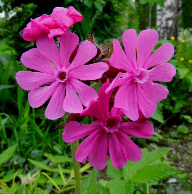 Silene dioica - puna-ailakin kukkien ulkomuoto vaihtelee jonkin verran. Yllä olevaan kuvaan verrattuna tämän kuvan hedekukkien terälehtien pään lovi on paljon leveämpi ja lisäteriö on punainen tai hieman kirjava. Puna-ailakin terälehtien sivulle taittunut kärkiosa on noin 8-12 mm pitkä ja sen liuskat ovat noin 2-6 mm leveitä. EH, Hämeenlinna, Loimalahti, Hirsimäki, ulkoilureitin laitaruohikko, 10.6.2012. Copyright Hannu Kämäräinen.