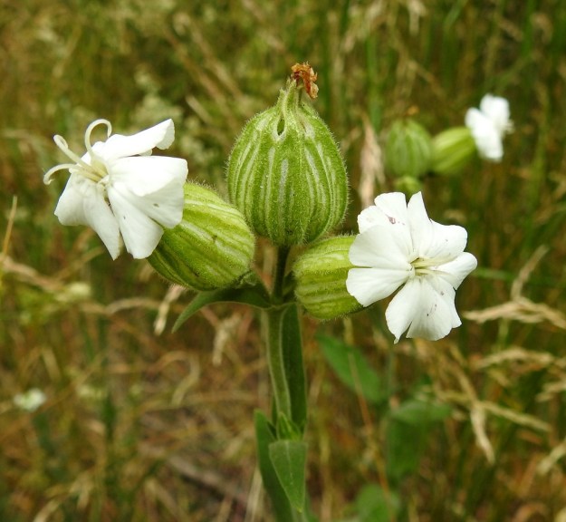 Silene latifolia ssp. alba - ilta-ailakin ssp. valkoailakin emikukkien verhiö on pullean ruukkumainen ja noin 20-suoninen. Emin viisi luottia kaartuvat ulos teriöstä. Keskimmäisessä kukassa on jo kehittymässä oleva kota, joka kypsänä on noin verhiön mittainen tai hieman sitä lyhyempi. V, Naantali, satama, ratapiha- ja viljavarastoalue, 26.6.2019. Copyright Hannu Kämäräinen.