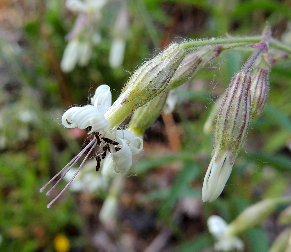 Silene nutans - nuokkukohokin (kuvassa karvanuokkukohokki, var. nutans) terälehdet rullautuvat usein päiväsaikaan varsinkin, jos on kuumaa ja kuivaa. Ne avautuvat taas suoriksi illemmalla. Terälehtien tyviosa on selvästi pitempi kuin noin 8-12 mm pitkä verhiö, joka on kapean kellomainen tai sukkulamainen ja noin 2,5-4 mm leveä. EH, Hämeenlinna, Sairio, Vanajaveden ranta, ratapenger lähellä rautatiesiltaa, 21.6.2013. Copyright Hannu Kämäräinen.