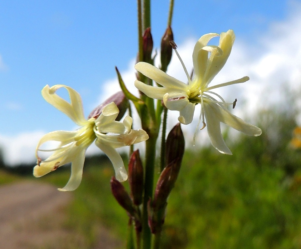 Silene tatarica - tataarikohokin teriöt ovat tavallisesti noin 10-15 mm läpimitaltaan. Terälehdet ovat valkoisia, kellan- tai vihertävänvalkoisia ja 18-22 mm pitkiä. Niiden sivulle kääntynyt kärkiosa on noin 4-6 mm pitkä ja syvään kaksijakoinen. 13.7.2016. Copyright Hannu Kämäräinen.