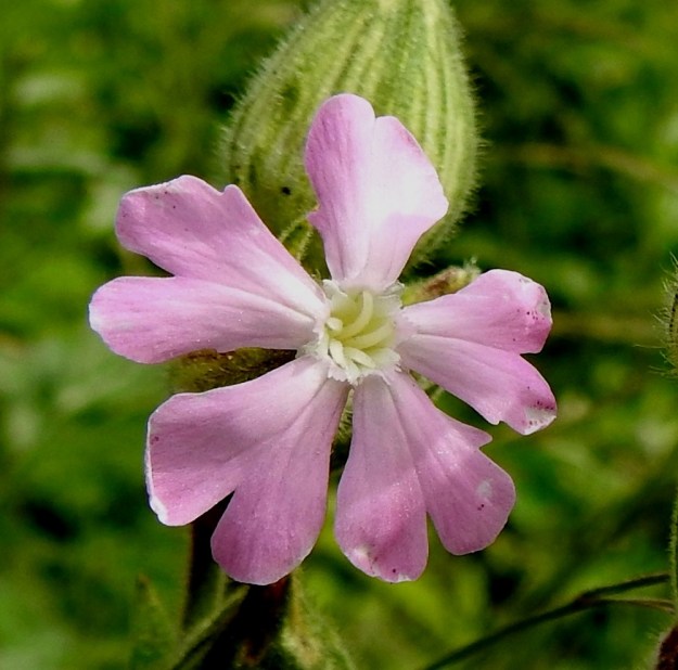 Silene x hampeana - rusoailakin emikukassa on viisi esiin tulevaa luottia. Toisinaan lisäteriön lehtien laita on kaksiliuskaisuuden sijaan pienihampainen, kuten kuvassa. EH, Nokia, Sarpatti, Maatialanharjun tyvi Nokianvaltatien varressa, 12.6.2019. Copyright Hannu Kämäräinen.