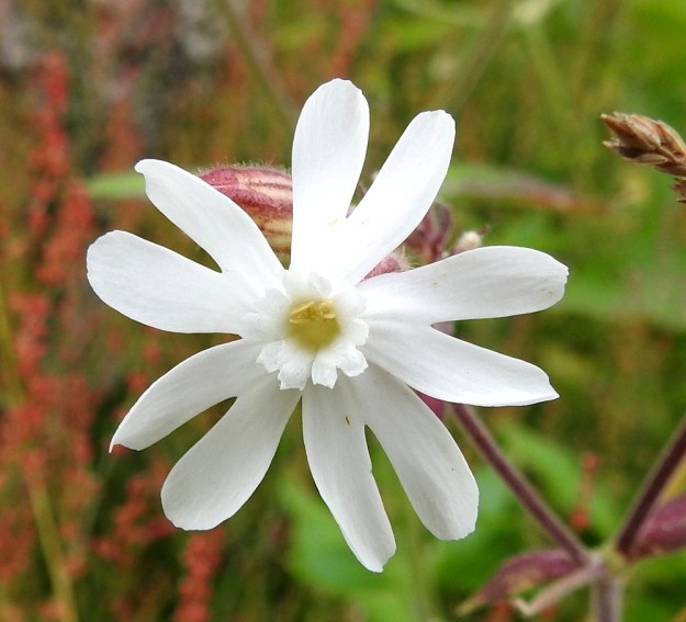 Silene latifolia ssp. alba - ilta-ailakin ssp. valkoailakin sivulle kaartuva kärkiosa on noin 8-15 mm pitkä ja syvään kaksihalkoinen. Kukassa on lisäteriö, joka on noin 1,5-3 mm pitkä. Myös sen lehdet ovat päästään kaksihalkoiset. EH, Kouvola, Kuusankoski, Voikkaa, Sikomäki, Hermannintien laita 31.7.2017. Copyright Hannu Kämäräinen.