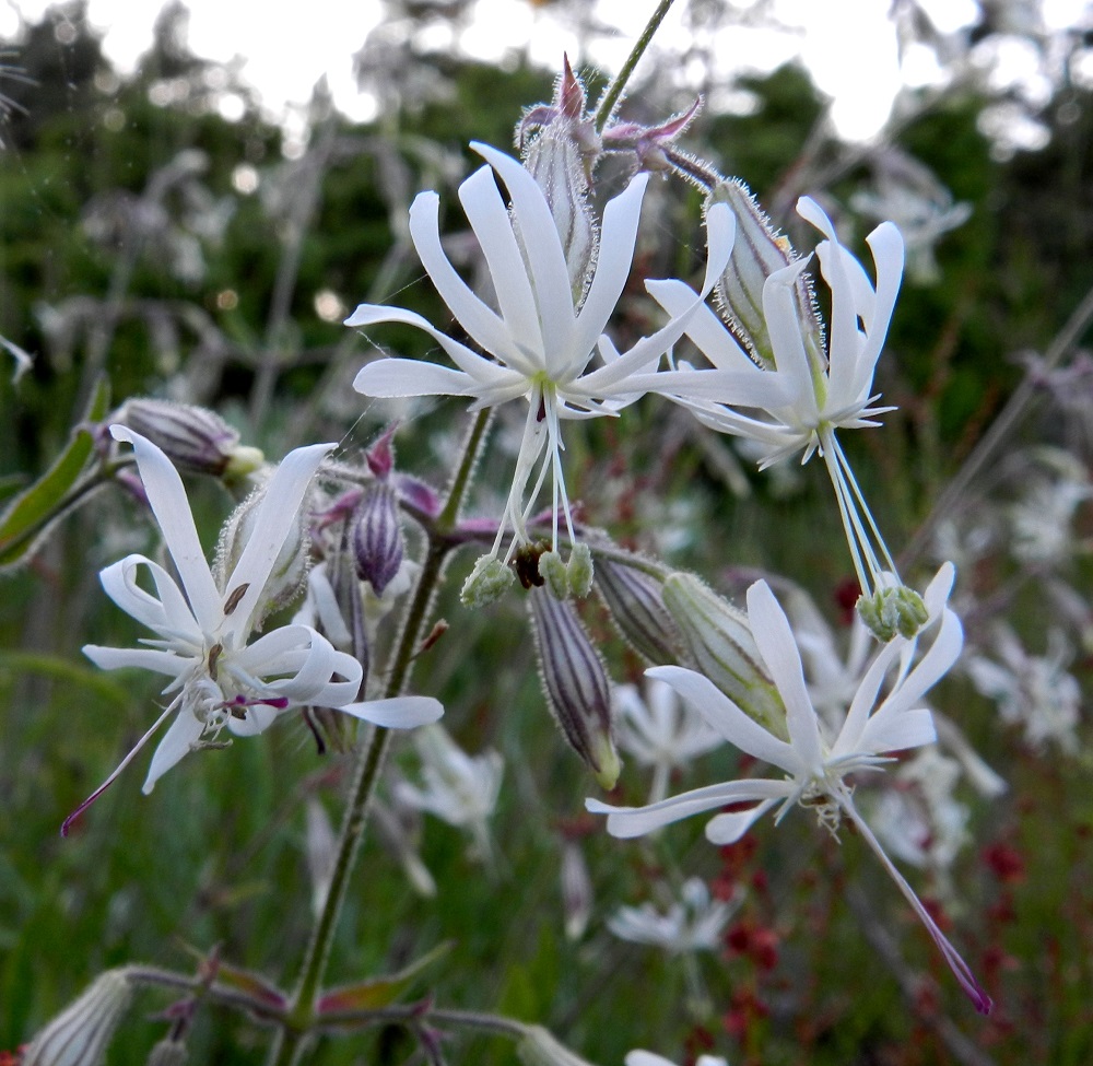 Silene nutans - nuokkukohokin (kuvassa karvanuokkukohokki, var. nutans) terälehtien kärkiosa on noin 7-10 mm pitkä sekä syvään ja leveästi kaksijakoinen. Liuskat ovat tasasoukkia ja noin 1-2 mm leveitä. Teriön suulla on hyvin kapealiuskainen ja noin 1,5-2 mm pitkä lisäteriö. U, Hanko, Täktom, Långören, niemeen johtava kapea hiekkakannas Kattrumpan-merenlahden venerannalla, 18.6.2012. Copyright Hannu Kämäräinen.