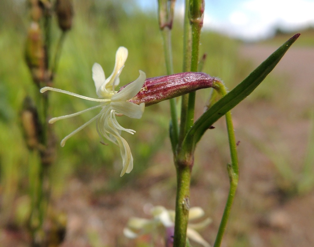 Silene tatarica - tataarikohokin kukassa on kymmenen hedettä, jotka tässä ovat jo lakastuneena kääntyneet alas ja lähes kaikki menettäneet pontensa. Emin voimakkaasti ulkonevia luotteja on kolme. 13.7.2016. Copyright Hannu Kämäräinen.