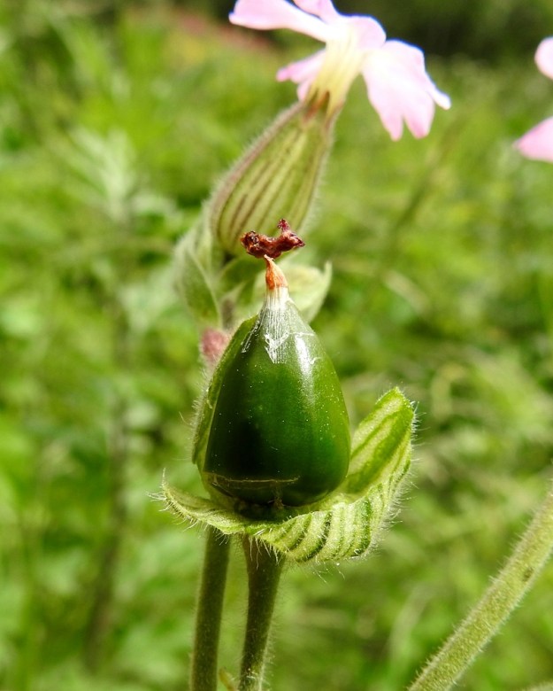Silene x hampeana - rusoailakki on risteymäperäisyydestään huolimatta hedelmällinen. Sen siemenkodat kehittyvät normaalisti kantalajien suuruisiksi ollen pulleita ja noin 15-20 mm pitkiä. EH, Nokia, Sarpatti, Maatialanharjun tyvi Nokianvaltatien varressa, 12.6.2019. Copyright Hannu Kämäräinen.