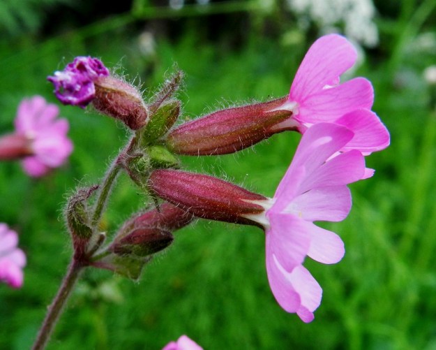 Silene dioica - puna-ailakin verhiö on laitahampaineen noin 13-17 mm pitkä, hapsi- ja tavallisesti myös nystykarvainen. Sen väri vaihtelee vihreästä tummanpunaiseen. Kuvan hedekukilla verhiö on kapean kellomainen ja noin 10-suoninen. EH, Hämeenlinna, Loimalahti, Hirsimäki, tienlaitaruohikko, 12.6.2011. Copyright Hannu Kämäräinen.