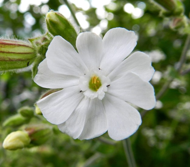 Silene latifolia ssp. alba - ilta-ailakin ssp. valkoailakin terälehtien muoto vaihtelee jossain määrin. Edelliseen kuvaan verrattuna tämän kuvan hedekukan terälehdet ovat leveämpiä ja ahtautuneet sen vuoksi lomittain. Terälehden kärkiliuskojen leveys vaihteleekin välillä 3-6 mm. EH, Hämeenlinna, Keinusaari, radanvarsi Viipurintien sillan kaakkoispuolella, 16.7.2011. Copyright Hannu Kämäräinen.