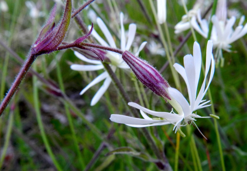 Silene nutans - nuokkukohokin verhiö on pohjaväriltään vaaleanharmaa tai vihertävä. Verhiössä on 10 vahvaa punasävyistä suonta. Kuvassa oleva karvanuokkukohokki, var. nutans, on kauttaaltaan karvainen ja erityisesti kukinto-osastaan ja verhiöistään myös tahmean nystykarvainen. U, Hanko, Täktom, Långören, niemeen johtava kapea hiekkakannas Kattrumpan-merenlahden venerannalla, 18.6.2012. Copyright Hannu Kämäräinen.