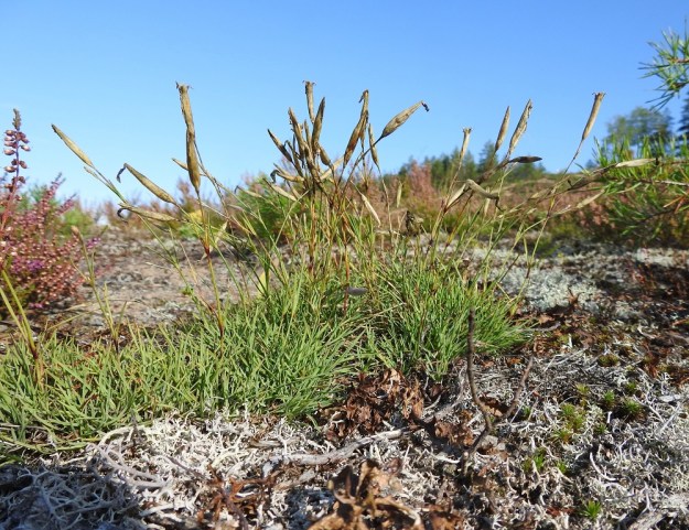 Dianthus arenarius subsp. borussicus - hietaneilikka subsp. idänhietaneilikka on avoimella kanervanummella jo täysin ohittanut kukintansa. Kukista vain puolenkymmentä on hyönteispölytyksen myötä kehittynyt kodiksi. St, Jämijärvi, 22.8.2019. Copyright Hannu Kämäräinen.