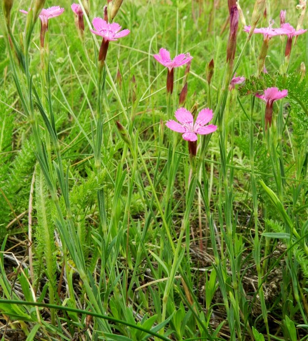 Dianthus deltoides - ketoneilikan kukkavarsissa on aika tiheässä lehtiä, jotka ovat pareittain vastakkain. Ne ovat ruodittomia ja kasvaneet tyvestään yhteen tuppeen. Malliltaan ne ovat tasasoukat tai kapeansuikeat sekä noin 10-30 mm pitkät ja noin 1-2,5 mm leveät. EH, Hämeenlinna, Sairio, radanvarsiketo Vanajaveden rannassa, 25.6.2011. Copyright Hannu Kämäräinen.