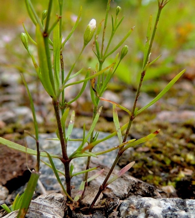 Psammophiliella muralis (Gypsophila muralis) - ketoraunikki on kalju tai kuten kuvassa, varren tyviosasta tiheästi hyvin lyhytkarvainen. Lehdet ovat pareittain vastakkain. Ne ovat ruodittomat ja hyvin kapean tasasoukat. Pituutta niillä on 5-25 mm ja leveyttä vain alle 0,5-1,5 mm. EH, Kouvola, Kuusankoski, Voikkaa, vanha, suurimmaksi osaksi pois käytöstä oleva ratapiha-alue, 28.7.2015. Copyright Hannu Kämäräinen.