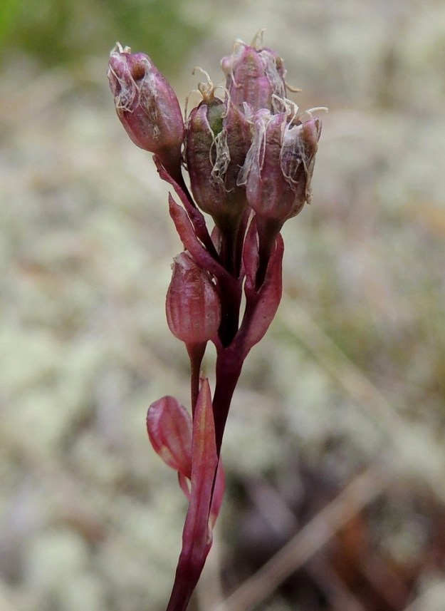 Viscaria alpina var. serpentinicola - serpentiinipikkutervakko on vähistä kukistaan saanut neljä ylimmäistä hedelmäasteelle. Kota on noin 3.5-4,5 mm pitkä ja se on samanmittainen tai hieman pitempi kuin verhiö. Kukkien tukilehdet ovat lähes tasasoukat tai suikeahkot ja noin 2-5 mm pitkät. 11.7.2015. Copyright Hannu Kämäräinen.