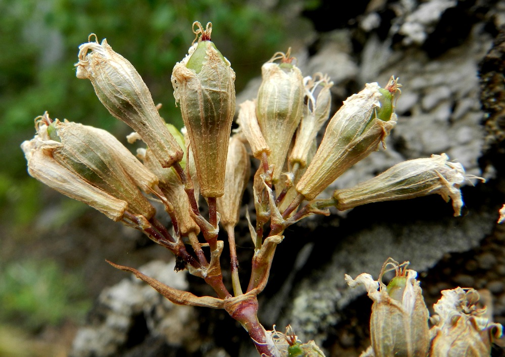 Viscaria vulgaris - mäkitervakon kota on munamainen, tavallisesti on noin 6-9 mm pitkä ja noin 4-4,5 mm leveä. Se jää kokonaan verhiön sisään, mutta paljastuu, kun verhiö lakastuu ja rapistuu. Kuvassa hedelmysten kärjissä näkyvät vielä emin vartalot. EH, Hämeenlinna, Luhtiala, Aulangonjärven koillisranta, Levonkallio, järveen laskeva, korkea, jyrkkä kalliorinne, 23.6.2012. Copyright Hannu Kämäräinen.