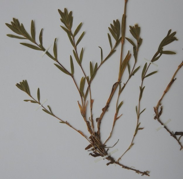 Dianthus deltoides - ketoneilikan näytekuvassa näkyy hyvin yläpäästään haarovasta juuristosta nouseva versokimppu runsaine kukattomine lehtivarsineen. U, Hanko, Täktom, Långören, niemeen johtava kapea hiekkakannas, rantaniitty, 21.7.1998. Kuva näytteestä, copyright Hannu Kämäräinen.