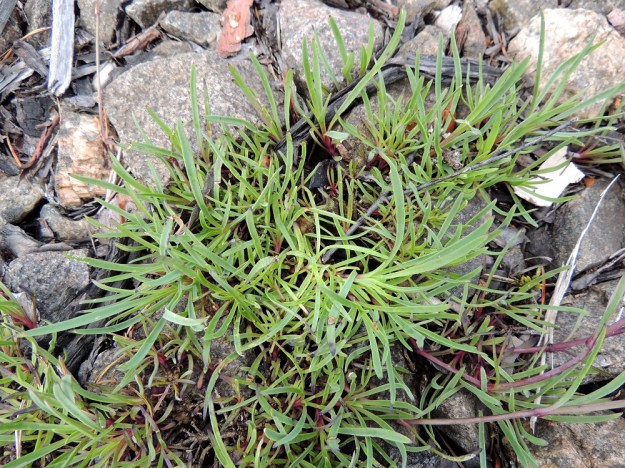 Gypsophila fastigiata - kangasraunikki kasvattaa juurakostaan haarovia tyvivarsia, joista versovat kukintovarret ja uudet tyviversot lähes lehtikimppuina. ES, Imatra, Immola radanvarsi, 9.7.2015. Copyright Hannu Kämäräinen.