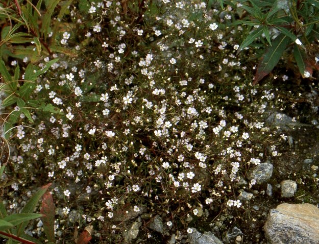 Psammophiliella muralis (Gypsophila muralis) - ketoraunikista on jalostettu myös puutarhalajikkeita. Osa uudemmista havainnoista onkin puutarhakarkulaisia ruderaateilla tai erilaisilla kaatopaikoilla. Osa jalostetuista kannoista on valkokukkaisia. EH, Tampere, Nurmi, Tarastenjärven kaatopaikka, täytemaalla peitetty vanha jätepenkka, 5.9.1998. Skannattu diasta. Copyright Hannu Kämäräinen.