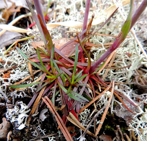 Viscaria alpina var. serpentinicola - serpentiinipikkutervakko ei nimimuunnoksen tavoin yleensä kasvata tiiviitä ja iän myötä laajenevia ruusukeryhmiä. Ruusukelehdet ovat noin 1-4 cm pitkiä ja vain 0,5-2 mm leveitä. Malliltaan ne ovat tasasoukan neulasmaisia ja muistuttavat kooltaan ja muodoltaan kuvassa näkyviä männynneulasia. 11.7.2015. Copyright Hannu Kämäräinen.