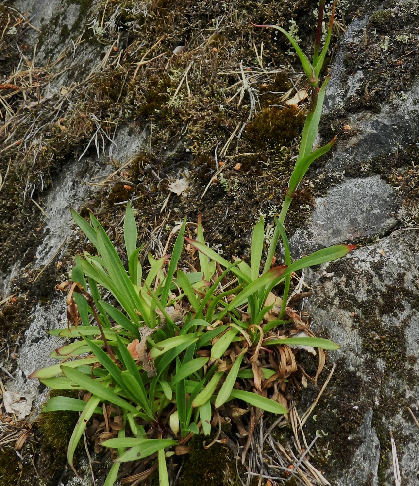 Viscaria vulgaris - mäkitervakon mätästävät ruusukelehdet ovat lähes tasasoukat tai suikeat, yleensä noin 4-10 cm pitkät ja leveimmältä kohtaa noin 2-8 mm leveät. EH, Hämeenlinna, Luhtiala, Aulangonjärven koillisranta, Levonkallio, järveen laskeva, korkea, jyrkkä kalliorinne, 23.6.2012. Copyright Hannu Kämäräinen.