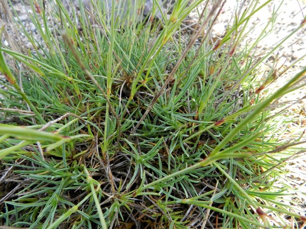 Dianthus arenarius subsp. borussicus - hietaneilikka subsp. idänhietaneilikka on hyvin kapealehtinen. Aluslehdet ja varsilehdet ovat vastakkain pareittain ja ne ovat tyvestä kasvaneet yhteen lyhyeen tuppeen. Lehdillä on pituutta noin 1,5-5 cm ja leveyttä vain 0,5-1,5 mm. V, Kemiönsaari, 14.7.2012. Copyright Hannu Kämäräinen.