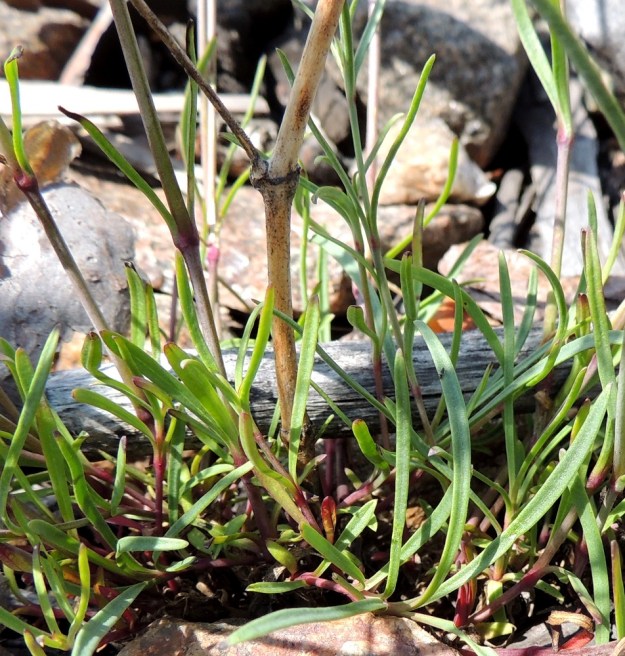 Gypsophila fastigiata - kangasraunikin lehdet ovat ruodittomia ja sijaitsevat pareittain vastakkain. Ne ovat sinivihreitä, paksuhkoja ja noin 1,5-4 cm pitkiä sekä hyvin kapeita, vain noin 0,5-2 mm leveitä. ES, Imatra, Immola radanvarsi, 9.7.2015. Copyright Hannu Kämäräinen.