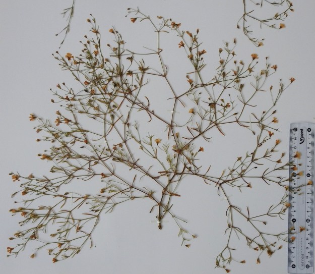 Psammophiliella muralis (Gypsophila muralis) - ketoraunikin viljelymuodot ovat kookkaita ja hyvin tiheä- ja pitkähaaraisia. Edellisen kuvan kasvustosta otettu näyte on ison ja laajan yksilön yksi haara, joka on noin 25 cm pitkä ja alimmilta kerrannaishaaroiltaan noin 35 cm leveä. EH, Tampere, Nurmi, Tarastenjärven kaatopaikka, täytemaalla peitetty vanha jätepenkka, 5.9.1998. Kuva näytteestä 4.12.2019. Copyright Hannu Kämäräinen.