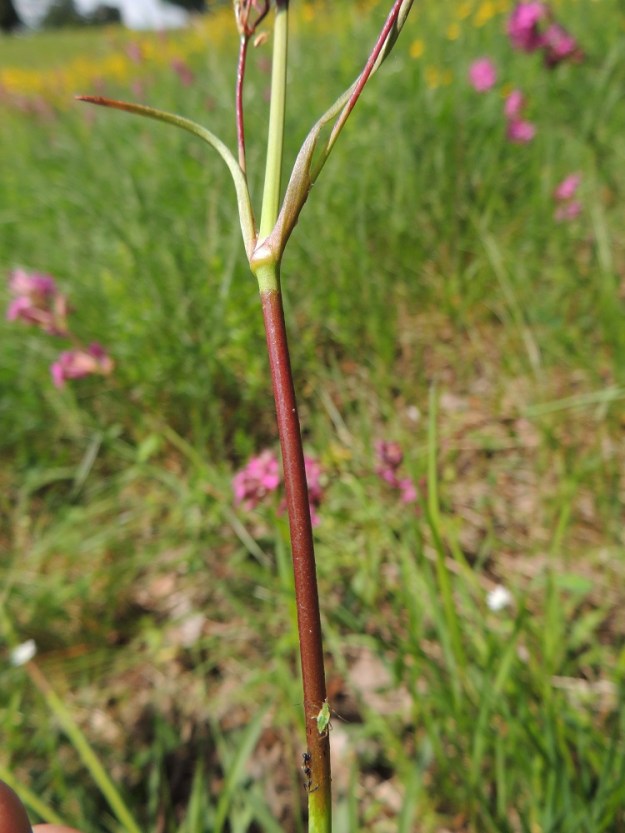 Viscaria vulgaris - mäkitervakon ylempien nivelvälien alapuoli on pitkälti liimamaisen tahmea ja punaruskea. Se estää tehokkaasti pölytyksen kannalta hyödyttömien hyönteisten, erityisesti muurahaisten, kiipeämisen kukkiin mettä hakemaan. Näin mesi jää pölytyksen suorittaville kimalaisille ja muille kookkaammille hyönteisille. Tahmakohtia tarkastellessa näyttää siltä, että hyönteiset ainakin toisinaan osittain sulavat nesteeseen. Voisiko tervakolla olla kihokkien tavoin kykyä käyttää niitä ravintonaan? EH, Valkeakoski, Sääksmäki, Rapolanharju, harjun alarinteen keto- ja niittyalue, 9.6.2013. Copyright Hannu Kämäräinen.