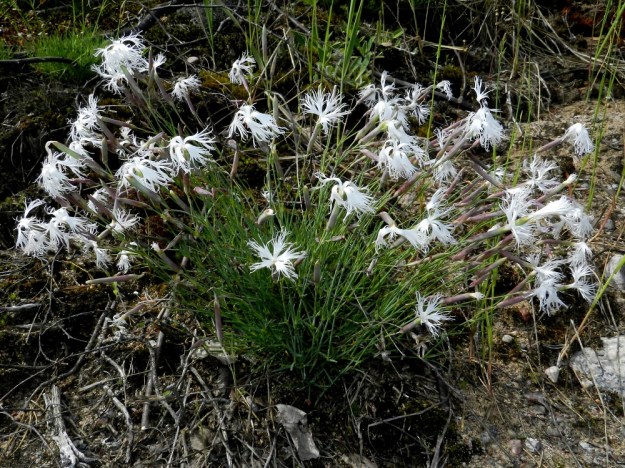 Dianthus arenarius subsp. borussicus - hietaneilikka subsp. idänhietaneilikka vaatii menestyäkseen avointa hiekka- tai soramaata. V, Raasepori, 18.6.2012. Copyright Hannu Kämäräinen.