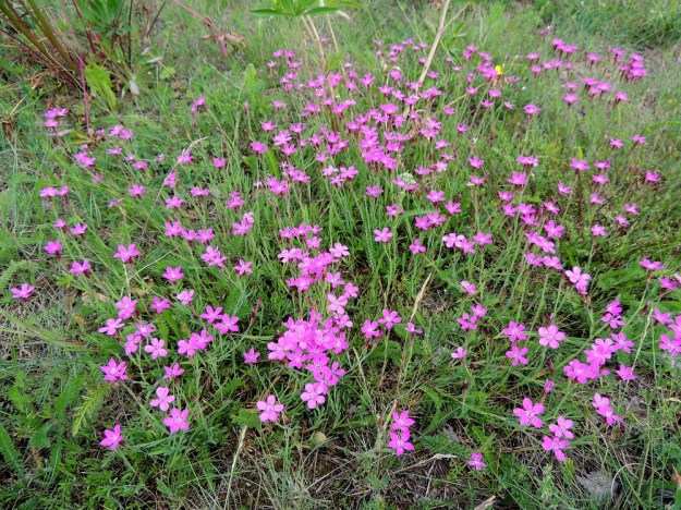 Dianthus deltoides - ketoneilikka on nimensä mukaisesti ensisijaisesti ketokasvi, joka ei kestä kasvualustansa täyttä umpeutumista eikä liiallista rehevyyttä. Tuoreimmassa uhanalaisuusarviossa se on määritelty silmälläpidettäväksi lajiksi. Yhtenä tulevaisuuden uhkatekijänä nähdään vieraslajit. Kuvan kedollakin komealupiini, Lupinus polyphyllus, tilavaltauksen lisäksi kykenee rehevöittämään kasvualustaa ketolajeille sopimattomaksi. EH, Hämeenlinna, Sairio, radanvarsiketo Vanajaveden rannassa, 21.6.2013. Copyright Hannu Kämäräinen.
