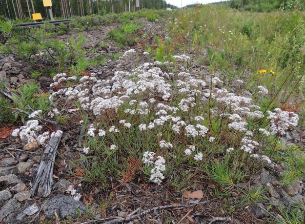 Gypsophila fastigiata - kangasraunikki on eteläisen Länsi- ja Itä-Suomen esiintymisalueillaan hakeutunut usein ihmistoiminnan avoimina pitämille kasvupaikoille, kuten erilaisille hiekkakentille sekä teiden ja ratojen varsille. ES, Imatra, Immola radanvarsi, 9.7.2015. Copyright Hannu Kämäräinen.