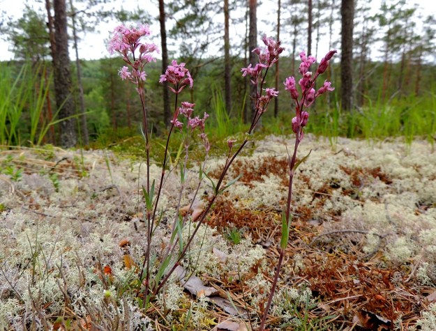Viscaria alpina var. serpentinicola - serpentiinipikkutervakko kasvaa ultraemäksisellä, jäkälän peittämällä kalliopinnalla. Kn, Paltamo, Mieslahti, Talolanmäki, Oulujärven Pitkäperän itärannalla oleva Matokallio, 11.7.2015. Koko kuvasarja on samalta kasvupaikalta. Copyright Hannu Kämäräinen.
