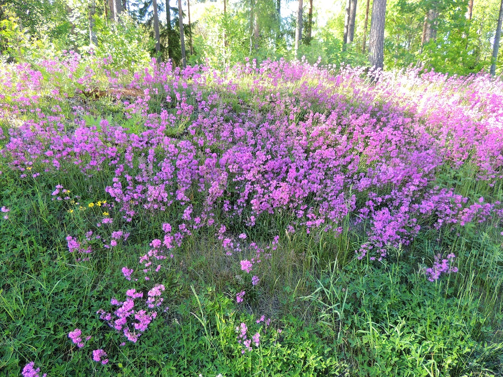 Viscaria vulgaris - mäkitervakon luontaisia kasvupaikkoja ovat kallioiset, avoimet ja riittävän kuivat alueet. A, Finström, Godby, Sundsvägenin (tie 2) laitametsä Färjsundetin salmen lounaispuolella, 10.6.2014. Copyright Hannu Kämäräinen.