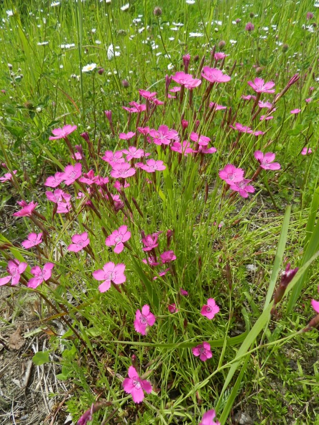 Dianthus deltoides - ketoneilikka on tavallisesti noin 15-30 cm korkea. Sen hoikka paalujuuri haaroo yläpäästään muodostaen monivartisia mättäitä. Runsaammilla kasvupaikoilla ei pysty näkemään eri yksilöiden rajoja. EH, Hämeenlinna, Sairio, radanvarsiketo Vanajaveden rannassa, 30.6.2012. Copyright Hannu Kämäräinen.