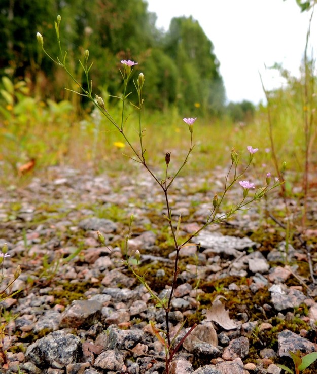 Psammophiliella muralis (Gypsophila muralis) - ketoraunikki jää varsinkin karuilla ja kuivilla kasvupaikoilla niukkahaaraiseksi ja haarominen alkaa vasta varren yläosasta. EH, Kouvola, Kuusankoski, Voikkaa, vanha, suurimmaksi osaksi pois käytöstä oleva ratapiha-alue, 28.7.2015. Copyright Hannu Kämäräinen.