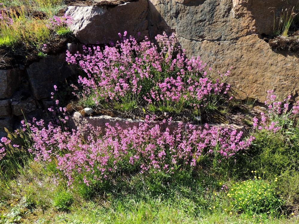 Viscaria vulgaris - mäkitervakko muodostaa usein tiheitä kasvustoja ja valtaa mielellään ihmisen muokkaamia ja avoimena pitämiä, kuivia alueita. A, Finström, Godby, Sundsvägenin (tie 2) varren kallioleikkaus Färjsundetin salmen lounaispuolella, 10.6.2014. Copyright Hannu Kämäräinen.