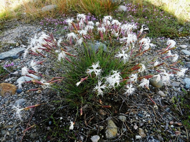 Dianthus arenarius subsp. borussicus - hietaneilikka subsp. idänhietaneilikka voi myös hyötyä ihmistoiminnasta, joka avaa sille umpeutuvaa tai jo umpeutunutta aluskasvillisuutta. Kuvan kasvupaikka on myllätty maanrakennustöissä noin 15 vuotta ennen kuvan ottamista. Hyötyjänä seurassa on mm. harjuajuruoho, Thymus serpyllum subsp. serpyllum. V, Kemiönsaari, 14.7.2012. Copyright Hannu Kämäräinen.