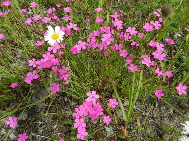 Dianthus deltoides - ketoneilikan juurakosta nousee kukkavarsien lisäksi runsaasti myös lyhyempiä, kukattomia ja tiheälehtisiä varsia. Ne lisäävät varsinkin avoimilla kasvupaikoilla mätästävyyden vaikutelmaa. EH, Hämeenlinna, Sairio, radanvarsiketo Vanajaveden rannassa, 30.6.2012. Copyright Hannu Kämäräinen.