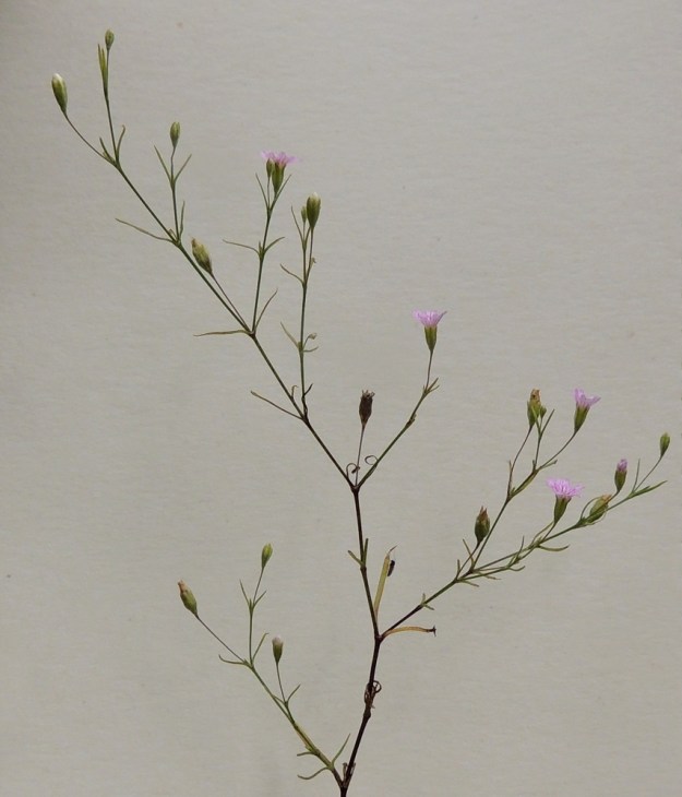 Psammophiliella muralis (Gypsophila muralis) - ketoraunikin haarat ovat lehtihankaisia ja kukat ovat yksittäin tai pareittain. EH, Kouvola, Kuusankoski, Voikkaa, vanha, suurimmaksi osaksi pois käytöstä oleva ratapiha-alue, 28.7.2015. Copyright Hannu Kämäräinen.