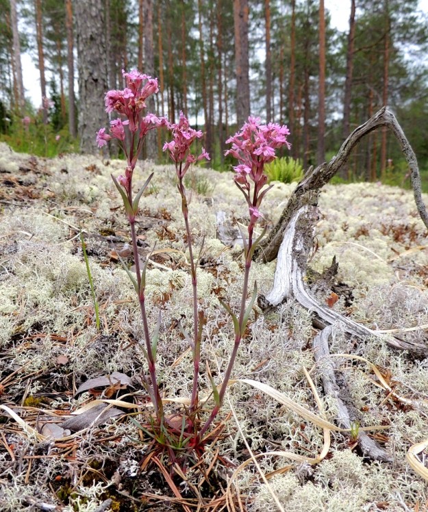 Viscaria alpina var. serpentinicola - serpentiinipikkutervakko saattaa yleishabitukseltaan näyttää nimimuunnokselta, kalliopikkutervakolta, var. alpina. Muunnosten tuntomerkit menevätkin osittain taksonien vaihteluvälien vuoksi sisäkkäin. Kuvan yksilön ruusukelehdet ovat kuitenkin serpentiinipikkutervakolle tyypilliset. 11.7.2015. Copyright Hannu Kämäräinen.