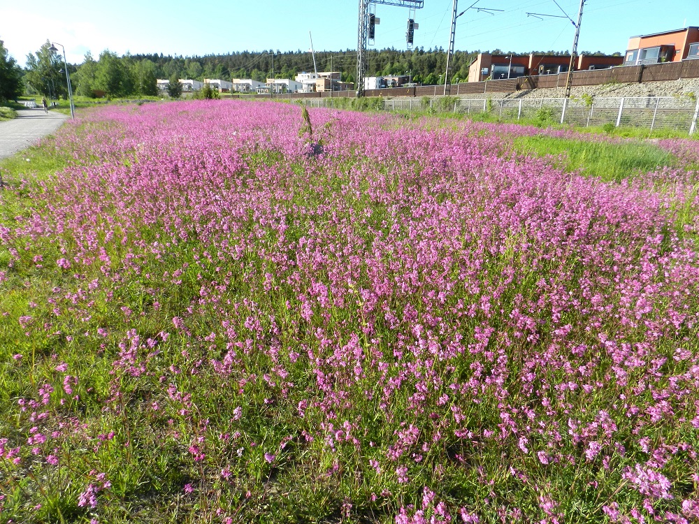 Viscaria vulgaris - mäkitervakko voi alkuperäisiltä kasvupaikoiltaan siirtyneenä vallata kokonaisen radanvarsikedon tai viljelemättä jätetyn, hiekkaisen rinneniityn. EH, Hämeenlinna, Sairio, Sairionranta, radanvarsiketo Vanajaveden rannassa, 13.6.2012. Copyright Hannu Kämäräinen.