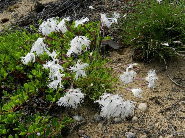Dianthus arenarius subsp. borussicus - hietaneilikka subsp. idänhietaneilikka joutuu kamppailemaan avoimesta elintilasta muiden lajien kanssa. Juurelle levittäytyy vahva kilpailija, sianpuolukka, Arctostaphylos uva-ursi. V, Raasepori, 18.6.2012. Copyright Hannu Kämäräinen.