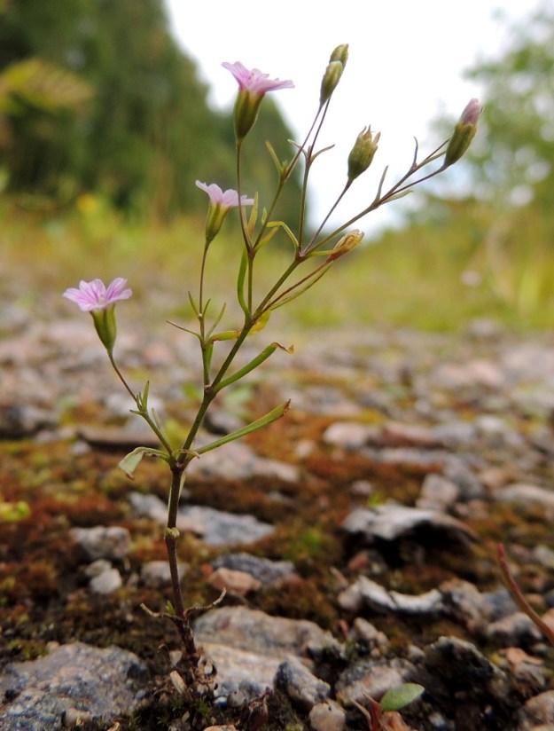 Psammophiliella muralis (Gypsophila muralis) - ketoraunikki on kalju tai alaosastaan hyvin lyhytkarvainen. EH, Kouvola, Kuusankoski, Voikkaa, vanha, suurimmaksi osaksi pois käytöstä oleva ratapiha-alue, 28.7.2015. Copyright Hannu Kämäräinen.