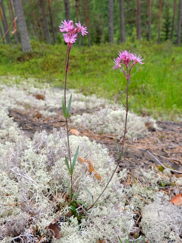 Viscaria alpina var. serpentinicola - serpentiinipikkutervakko on tyypillisimmillään nimimuunnosta hennompi ja vähäkukkaisempi. Varsi on lähes aina eriasteisesti sinipunainen. Vastakkaisia, tyveltään yhdiskasvuisia varsilehtipareja on yleensä kahdesta neljään. Varsilehtien muodoissa ja suhteissa muunnokset eivät juurikaan eroa toisistaan. 11.7.2015. Copyright Hannu Kämäräinen.
