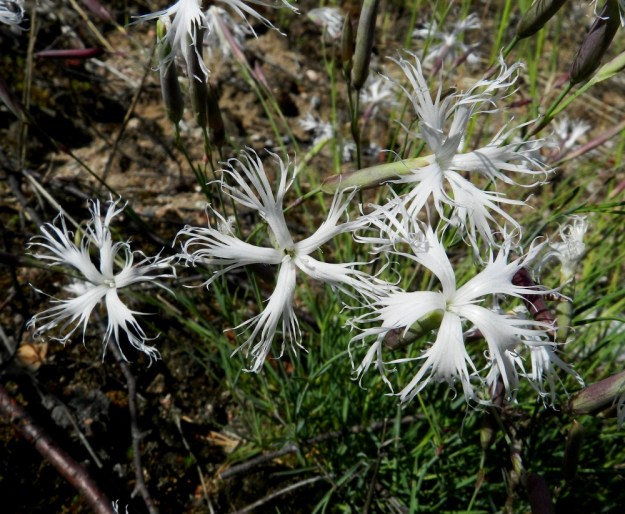 Dianthus arenarius subsp. borussicus - hietaneilikka subsp. idänhietaneilikka on kukiltaan erikoinen. Ne ovat noin 30-40 mm leveitä ja terälehdet ovat hyvin ripsureunaisia. Myös terälehtien muoto vaihtelee samassakin yksilössä. V, Raasepori, 18.6.2012. Copyright Hannu Kämäräinen.