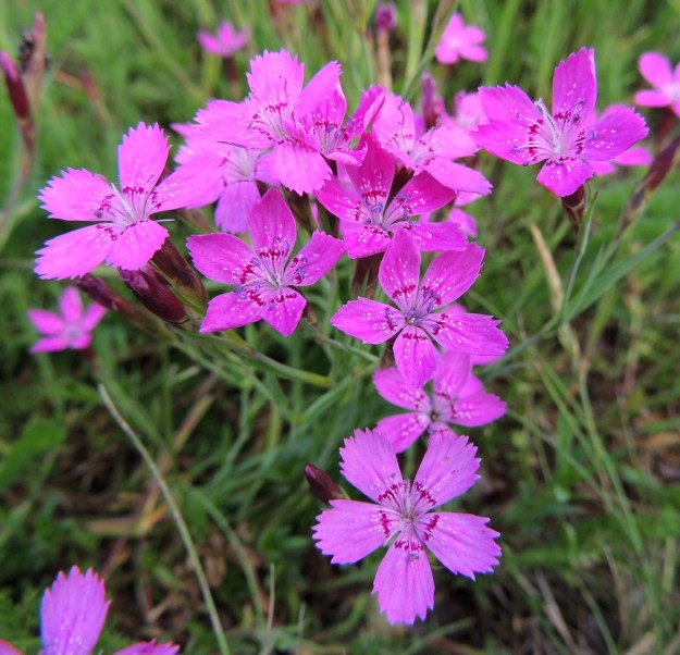 Dianthus deltoides - ketoneilikan kukat ovat yleensä eriasteisen punaisia ja noin 15-20 mm leveitä. Itsepölytyksen estämiseksi heteet nousevat useimmiten ensin esiin ja vasta niiden kuihtuessa kehittyvät luotit. Samassakin yksilössä on kuitenkin vaihtelua, kuten kuvakin osoittaa. Oikean yläkulman kukassa karvaiset luotit pörhistelevät sinipunaponsisten heteiden kanssa samaan aikaan. EH, Hämeenlinna, Sairio, radanvarsiketo Vanajaveden rannassa, 21.6.2013. Copyright Hannu Kämäräinen.