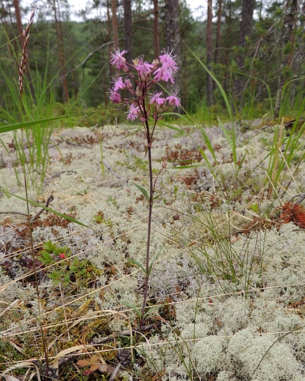 Viscaria alpina var. serpentinicola - serpentiinipikkutervakko on kukinnoltaan tavallisesti nimimuunnosta harsumpi. Tällöin se on usein myös malliltaan leveähkö, vaikka joissakin oppaissa kukinnon mainitaan olevan nimimuunnosta kapeampi. 11.7.2015. Copyright Hannu Kämäräinen.