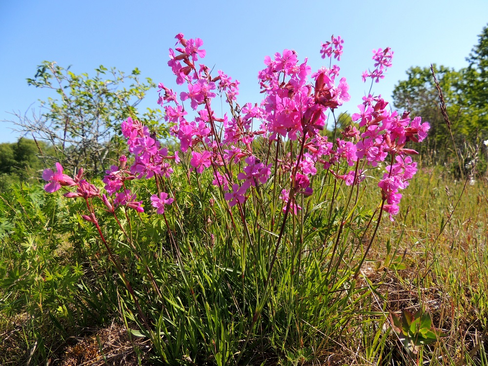Viscaria vulgaris - mäkitervakko on monivartinen ja noin 25-50 cm korkea. Kukinto on terttumainen ja lehtihankaisesti kaksihaarainen. Haarat ovat tavallisesti lyhyet, yläviistoon siirottavat ja niissä on osakukintoina kahdesta kuuteen kukkaa. A, Lemland, eteläpää, Björkö, Herröskatan, luonnonsuojelualue, kallioketo, 8.6.2014. Copyright Hannu Kämäräinen.